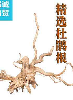 大量 杜鹃根木鲷鱼造景ADA景木造景树形沉木马来沉木树根