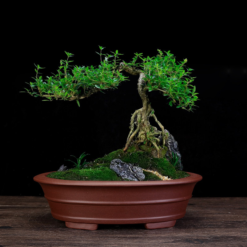 紫砂山盆精品长方形大号桌圆阳台腰面绿植盆景盆室内假花多肉老桩