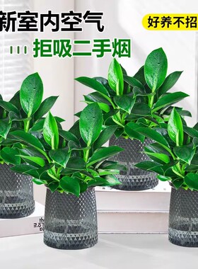 【下单立减50】铂金钻盆栽绿植花卉植物室内花水培好养活多肉WZ