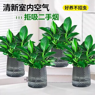 【下单立减50】铂金钻盆栽绿植花卉植物室内花水培好养活多肉WZ