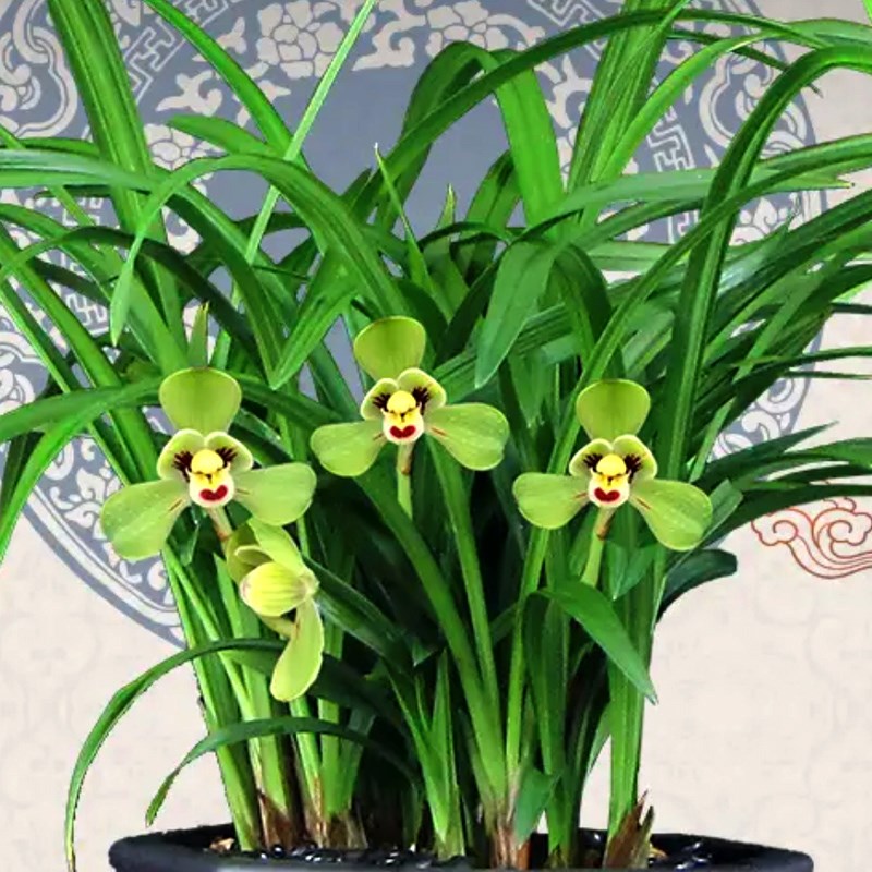 花高级感春兰绿栽】大宋梅兰【带紫沙盆客厅室内办公桌盆植花卉浓