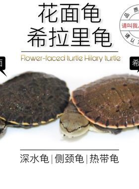 八戒姐姐蟾头龟希拉里物赏龟活龟观乌龟水龟侧颈龟深水龟蛋龟花面
