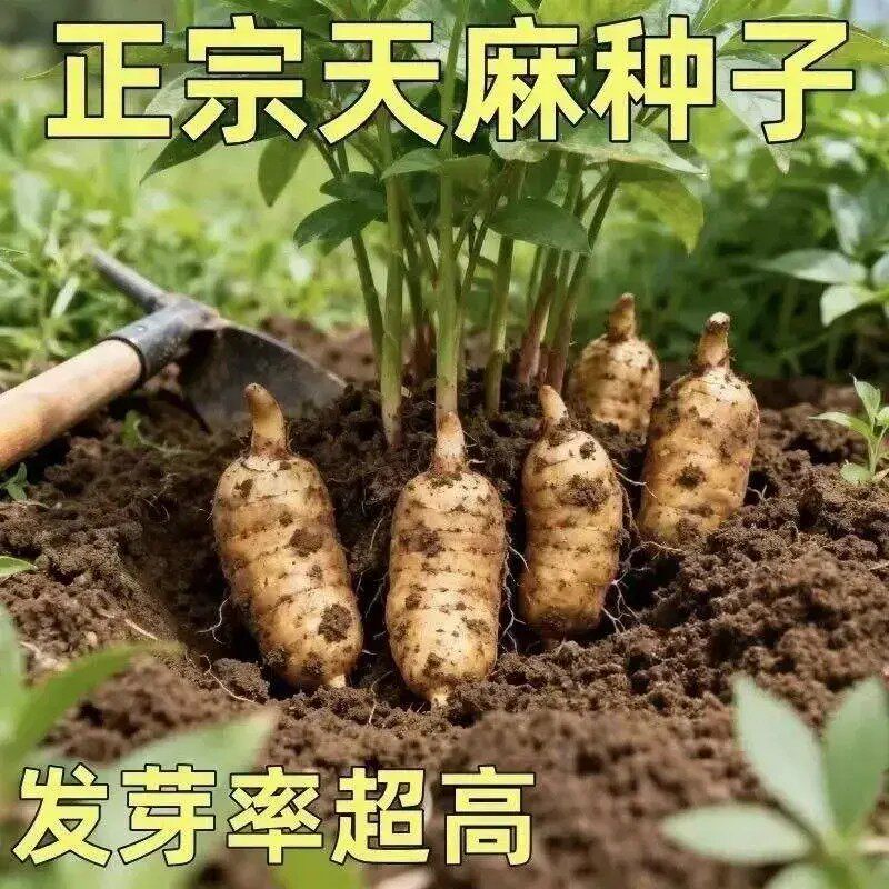 【下单立减50】新鲜天然天麻种子四季种植天麻种子阳台种植正品BW