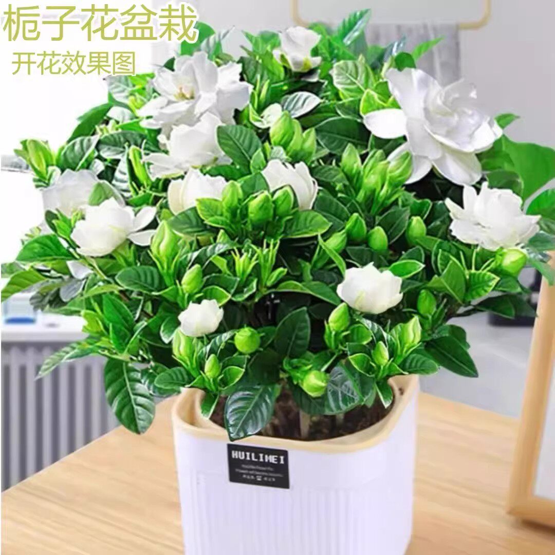 【下单立减50】栀子花盆栽花卉浓香型栀子花室内客厅阳台绿植BW