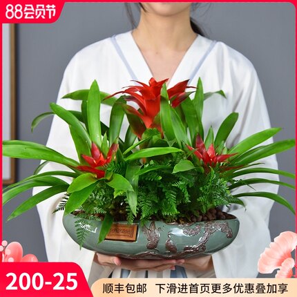 红星凤梨盆景鸿运当头盆栽室内阳台绿植客厅送礼植物四季好养易活