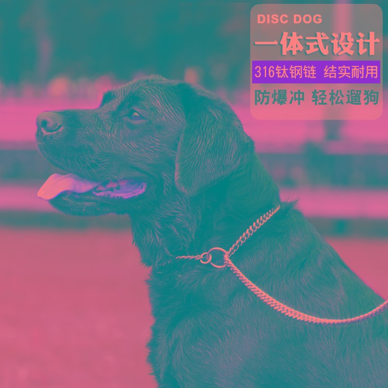 狗狗一体式P链不锈钢防爆冲训练中大型犬金毛拉布拉多项圈牵引绳