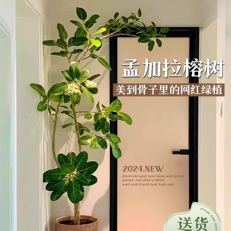 网红孟加拉榕盆栽大型室内客厅绿植黄金榕高山榕树落地橡皮面包树