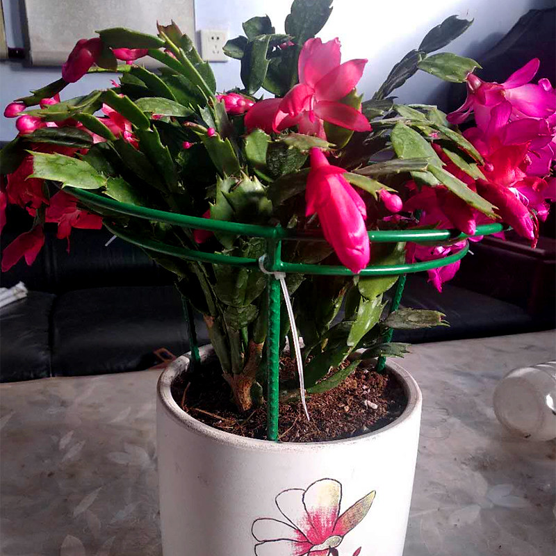 蟹爪兰支架伞型花架蟹爪莲嫁接自根简约架花爬藤支撑组装花架子