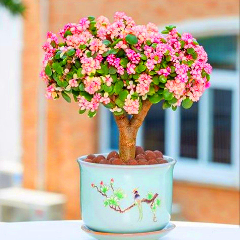 超大颗老桩 粉色雅乐之舞金枝玉叶 桌面室内防辐射净化空气花卉