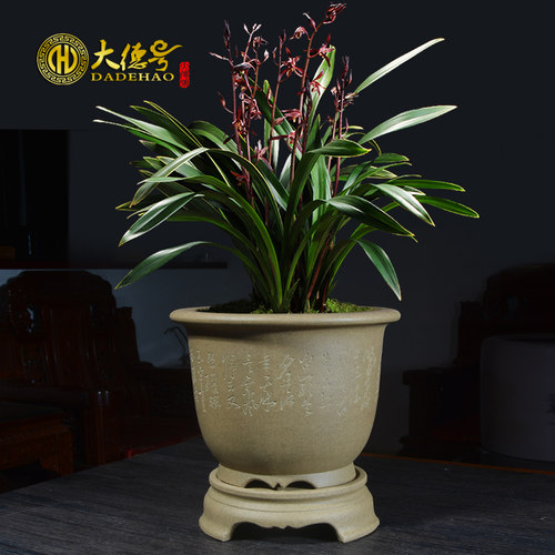 大德号陶瓷紫砂花盆大口径带托盘君子兰兰花兰草蝴蝶兰盆栽专用盆