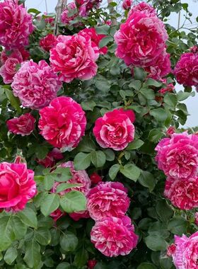 无刺伊蕾莎斯特月季花苗藤本浓香庭院蔷薇爬藤阳台玫瑰四季大花卉