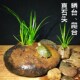 饰 爬宠造景装 菖蒲攀附石蜘蛛食盒饮水盆 乌龟晒台爬台 天然石头