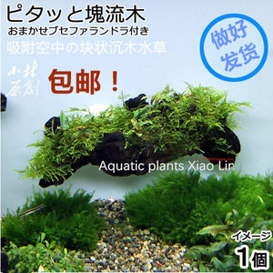 小林手作块定带吸盘定植沉木 辣椒榕莫斯蕨类特色状植水草