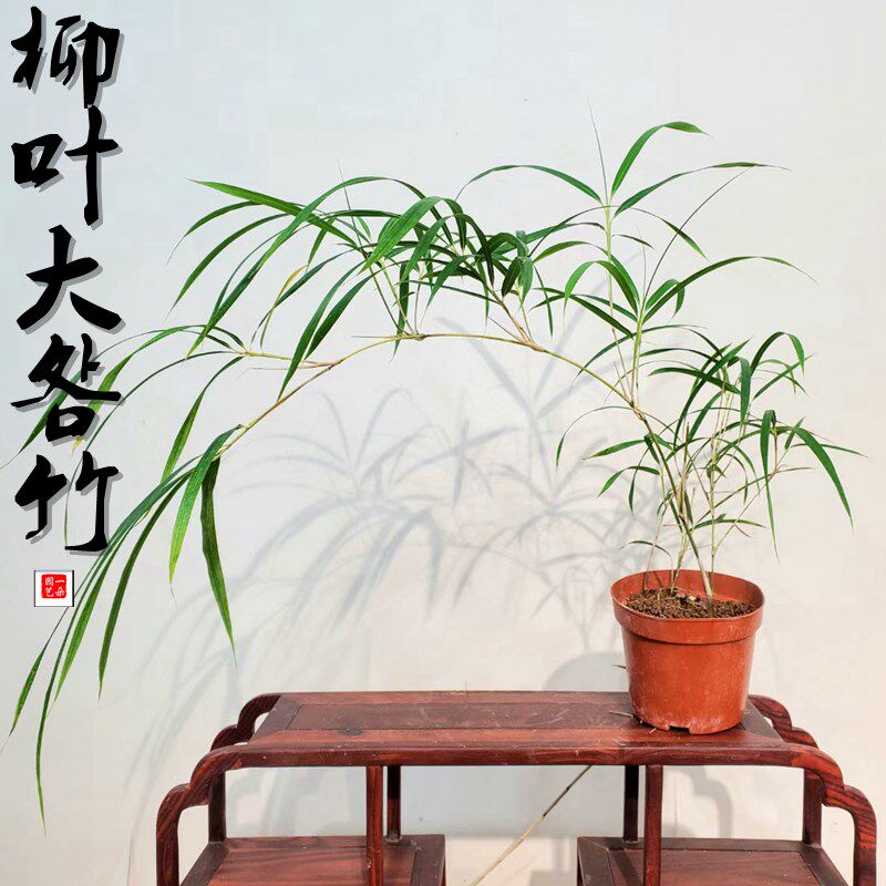 名贵柳叶大明房珍稀观赏竹子苗盆景竹植阳台书绿桌面
