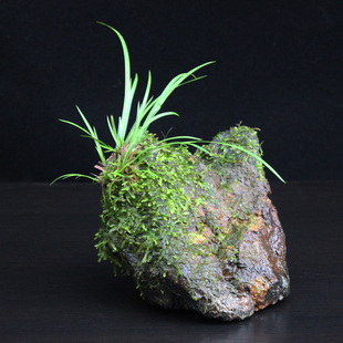 附石菖蒲净化水质空气培龟池摆件假山观叶鲜活绿植室内外鱼缸造景