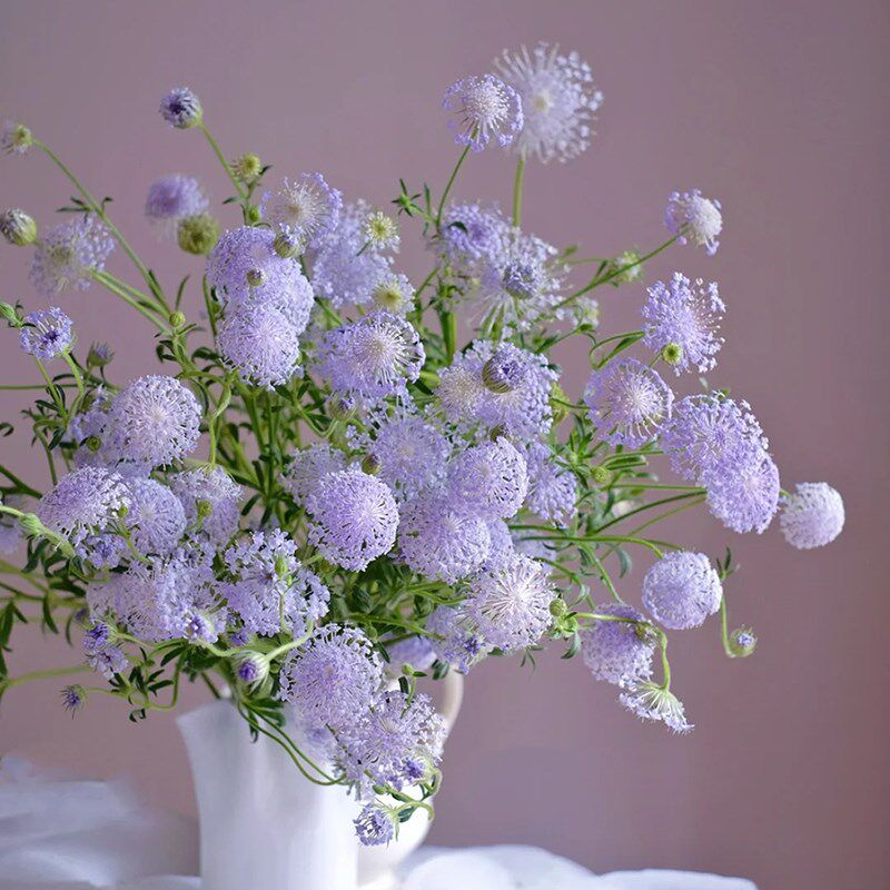 精选翠珠鲜花鲜切花瓶插花家庭客厅水培绿植插花鲜花云南基地直发