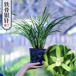 【铁骨素12苗带5至8花苞】四季开花原盆原土浓香型兰花客厅细叶兰
