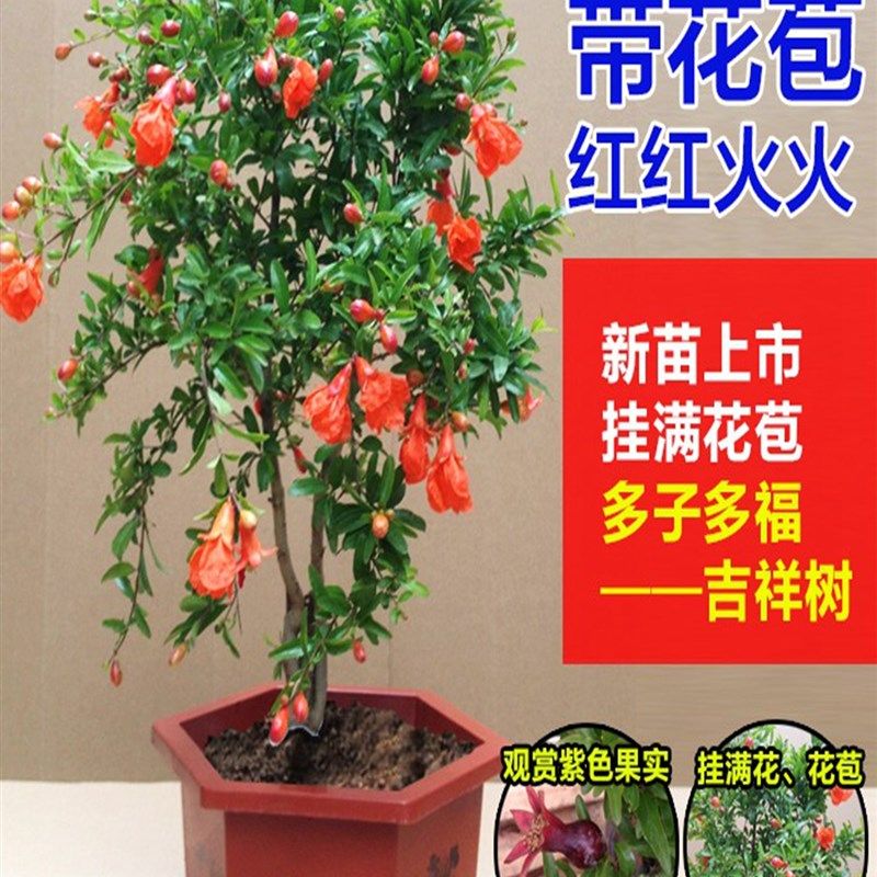 石榴花盆栽带花观赏果树苗室内客厅盆景多季开花庭院植物花卉好养