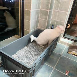 猫砂盆超大号特大号80cm缅因猫巨大号集装箱超级大周转物流箱巨型