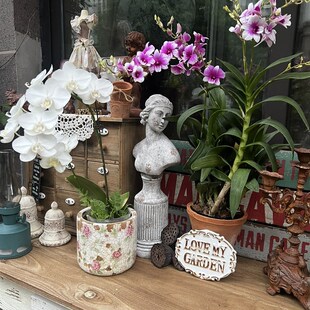 石斛兰花盆栽带花卉室内办公桌净化空气四季开花绿植跳舞兰秋石斛