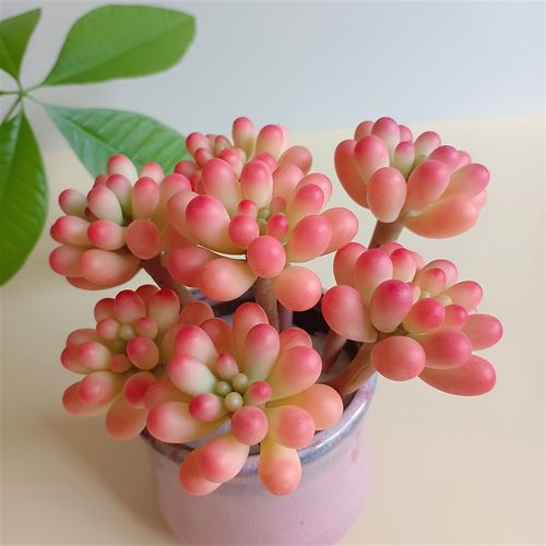 粘土手工仿真多肉植物乙女心室内客厅书房装饰办公桌面美观摆件