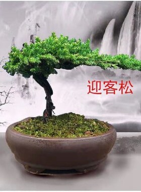 迎客松盆景真树罗汉松盆景真树四季青植物松柏盆景地柏盆景室内外
