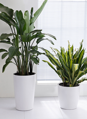 大型花盆落地特大号自动吸水懒人圆形高筒高盆家用客厅大口径40cm