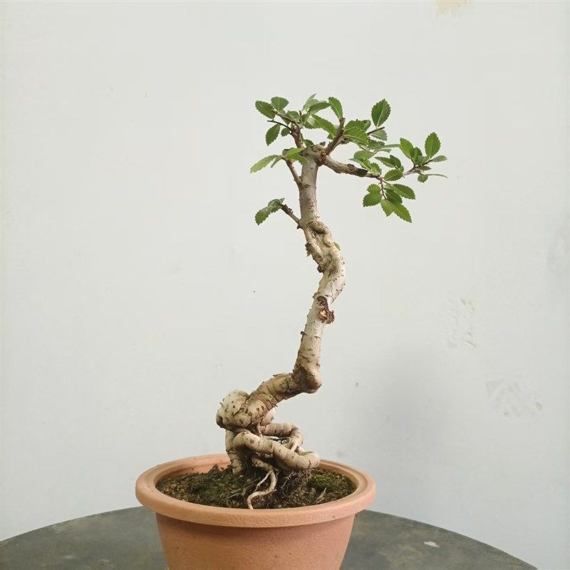 小叶榔榆盆景老桩一物一拍文人矮霸办公桌茶台绿植花卉,鲜花速递/花卉仿真/绿植园艺,造型盆景,淘宝优惠券,粉丝福利购,淘宝优惠卷