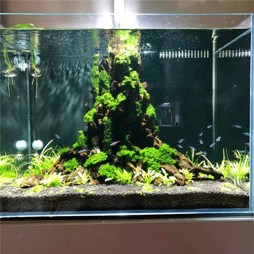 生命之树 买一送五沉木草缸造景成品骨架 树桩杜鹃根青龙石定制