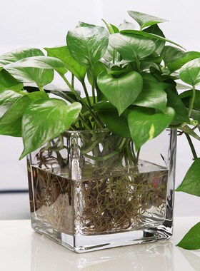 正方形水培绿萝玻璃透明方缸方型鱼缸烛台花盆玻璃四方烟灰缸包邮