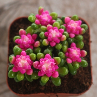 多肉植物稀有罕见品种彩色茶笠小萌物室内精品花卉绿植带盆栽好肉