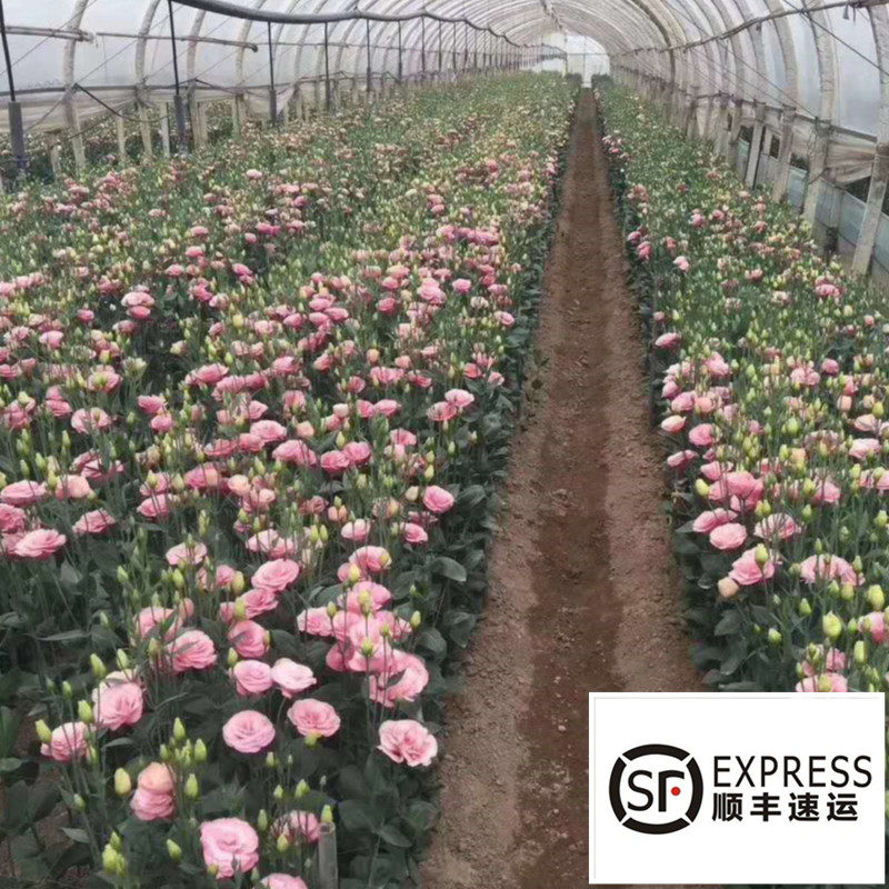 昆明直发洋桔梗助农鲜花 支持定制选色 按斤卖 家用办公室 婚礼