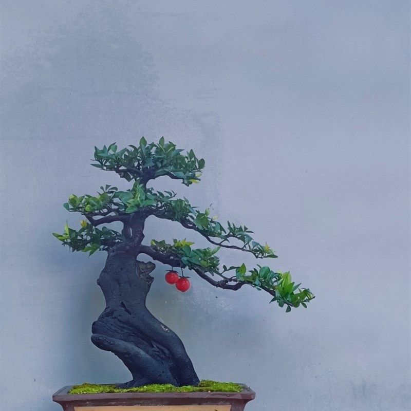 金弹绿盆景嫁接桩熟桩母子血红果阳台桩植
