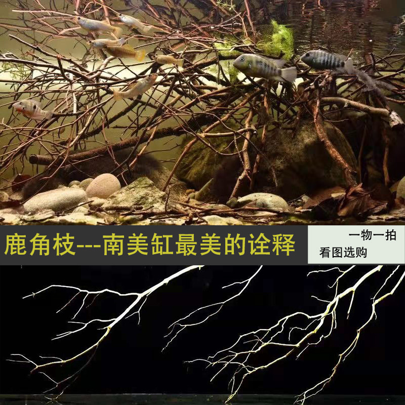 南美鹿角枝水族鱼缸装饰小树枝条原生天然沉木组合埃及神仙秘鲁缸