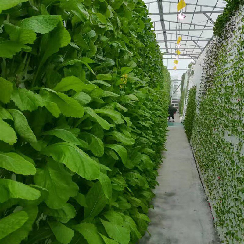 温室大棚水培蔬菜营养液通物植用菜厂无土栽培鱼工共生AB大包套装