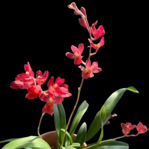 文心兰跳舞兰成年苗室内办公室盆栽花卉洋兰石斛卡特兰卧室客厅兰