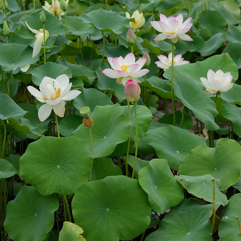 【婉约】碗莲乌托邦-中小型 盆池栽庭院阳台水生花卉观赏荷花种藕