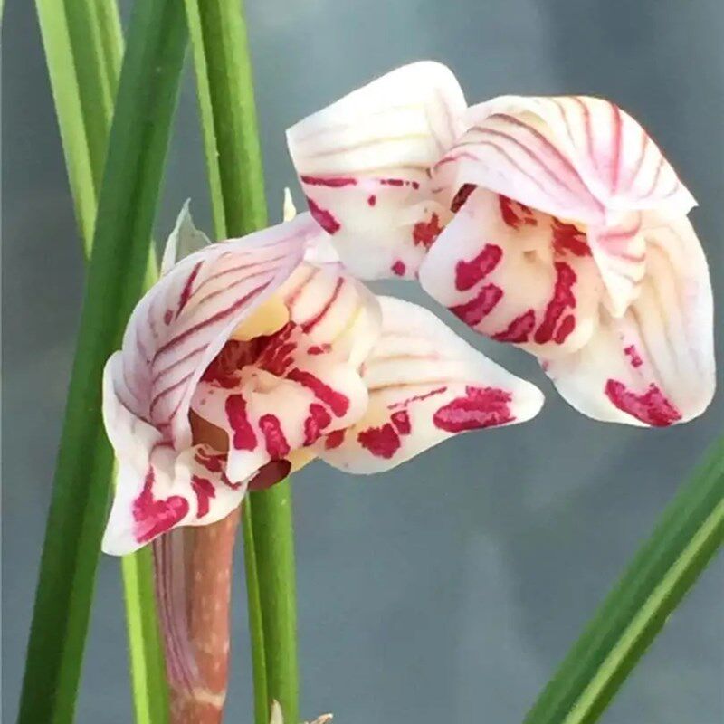 剑阳蝶 莲瓣兰蝶花幽香型兰花带花苞兰花苗阳台客厅茶几花卉绿植