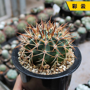 彩云实生云系仙人球刺有强稀狂刺出云开花美观好养仙人盆多肉掌栽