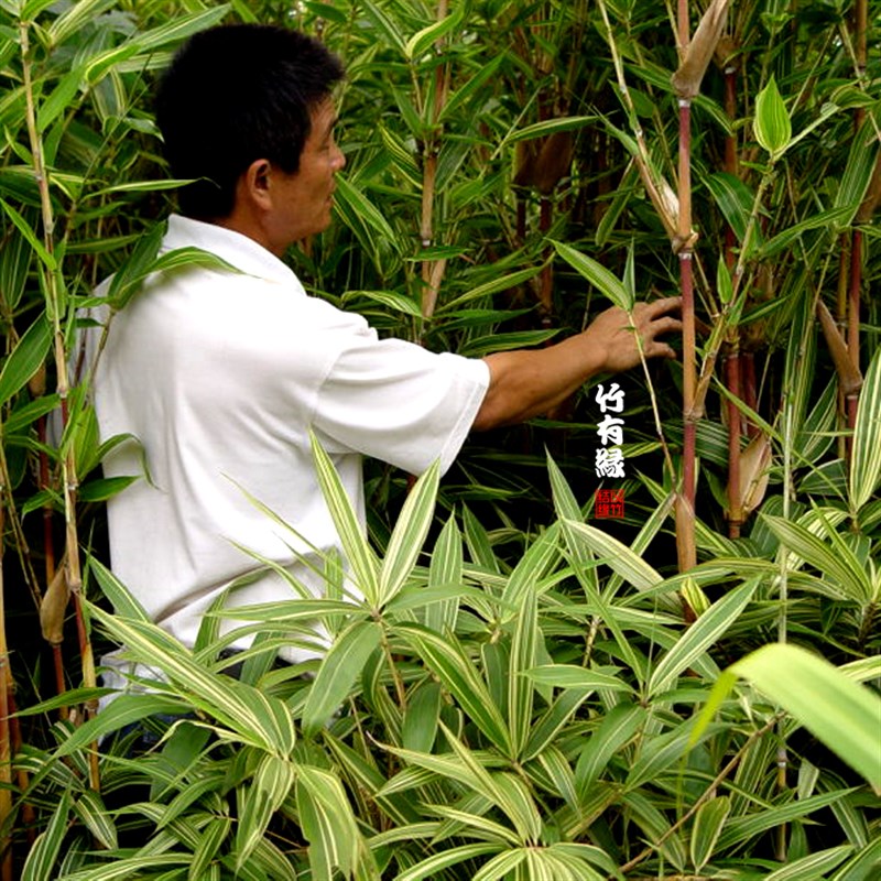 七彩红竹红植竹红色竹子苗庭院阳台茶几办公室盆绿宝竹内栽景竹