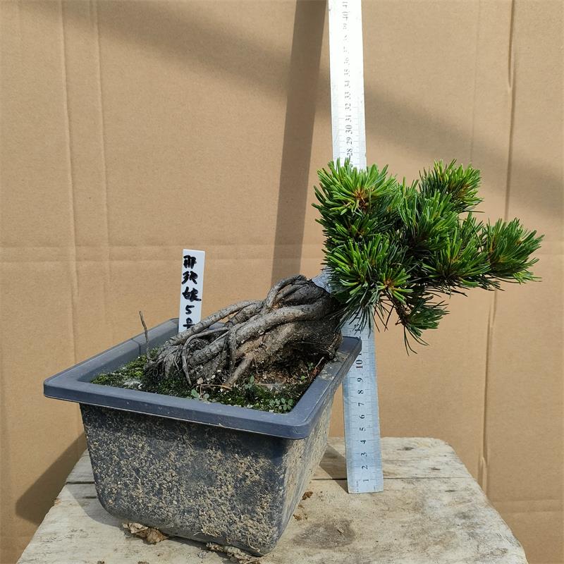 那须娘大阪松盆景贵品松树品种松树那须娘大板松老盆口短针八房性