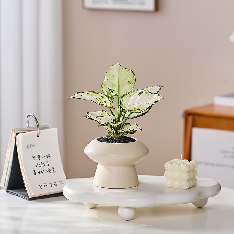 白如意观叶植物小盆栽室内桌面净化空气懒人好养活四季办公室绿植