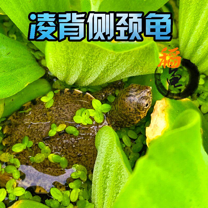 凌背侧颈龟锯齿侧颈龟西非好养互动性强深水鱼缸吃便观赏长颈乌龟