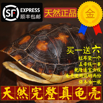 天然完整干净真乌龟壳富甲文玩盘玩手把件龟甲家居摆件送礼品一套