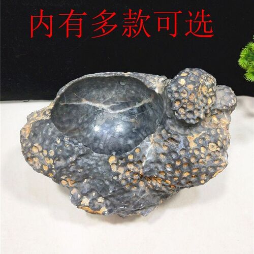 精品天然珊瑚虫化石小鱼缸 烟灰缸 小花盆 聚宝盆 奇石玉石摆件