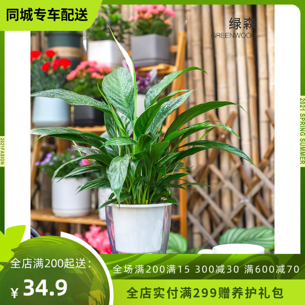 绿森水培白掌虎皮兰龟背竹凤梨小玫瑰水养室内办公室懒人桌面绿植