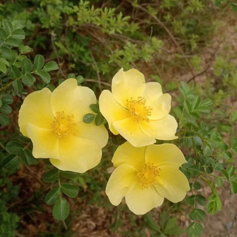 黄花观赏灌木黄刺梅光刺玫7月开花华北地产农产品加工设备