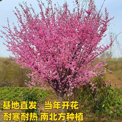 梅花树苗耐寒耐热原生腊梅红梅树苗庭院地栽盆栽树桩盆景当年开花