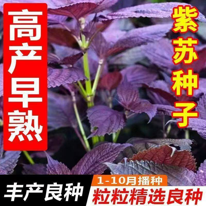 大叶紫苏种子籽苏子叶可食用双面紫苏子耐寒四季阳台庭院蔬菜种子
