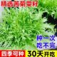 包邮 黄心细叶苦苣苦菊种子农家春秋四季 播阳台种菜盆栽蔬菜种子